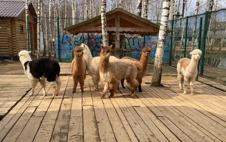 Гостевой визит, фото 2