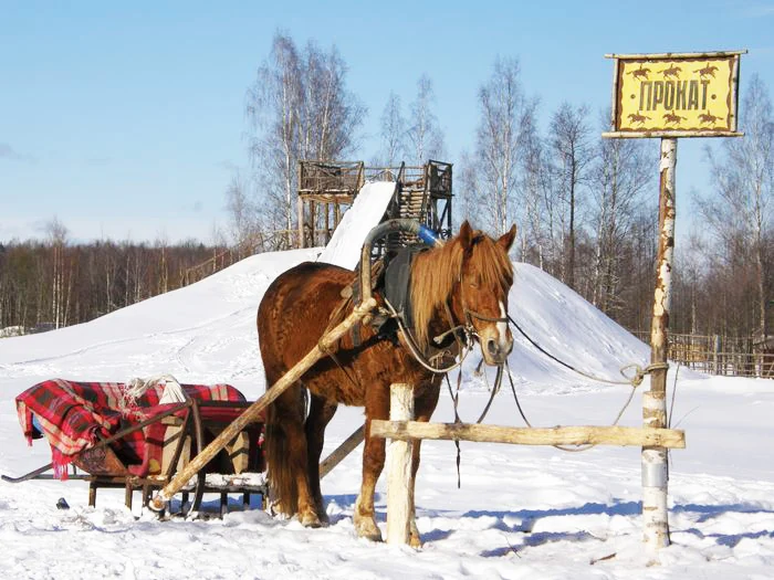Конные прогулки, пони, сани и телега, фото 3