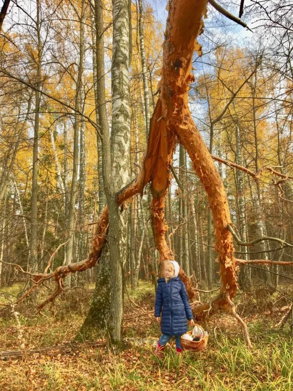 Грибные походы с местным гидом, фото 3