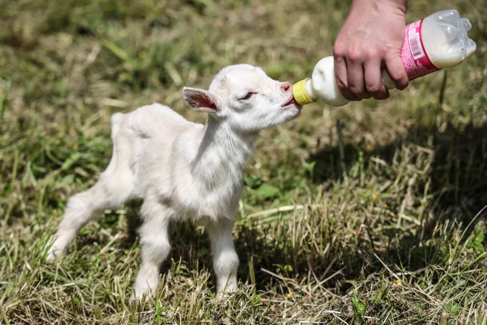 Молочная продукция собственной фермы, фото 7