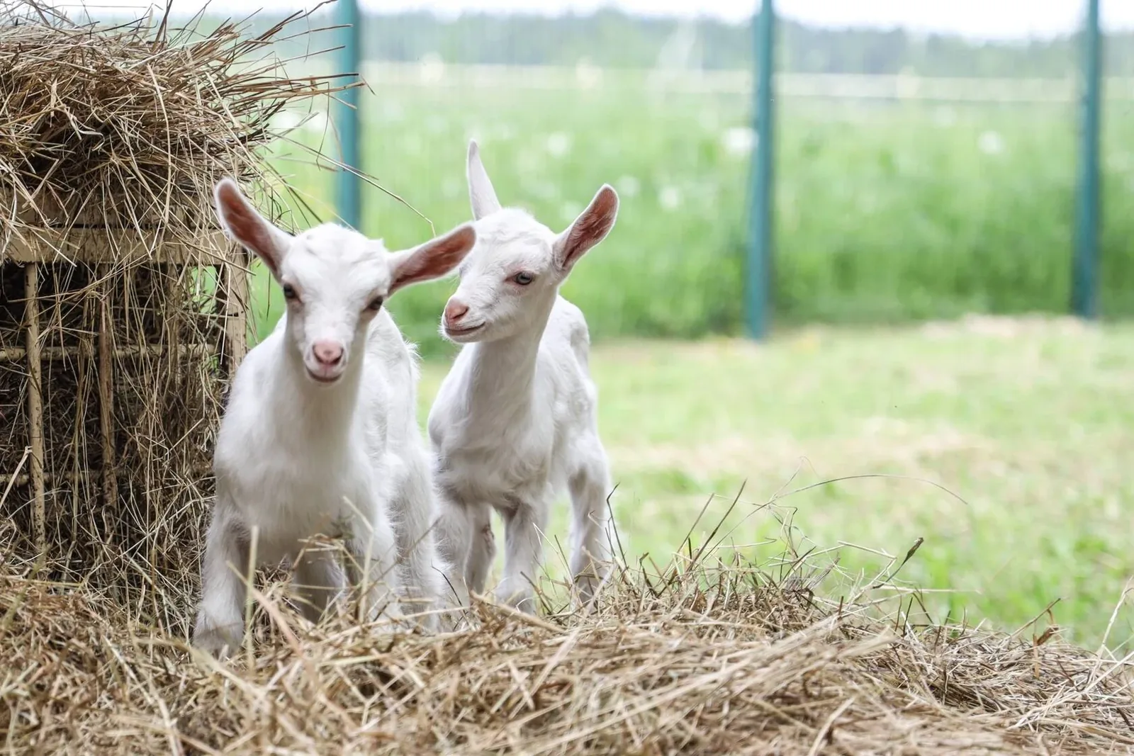 Молочная продукция собственной фермы, фото 12