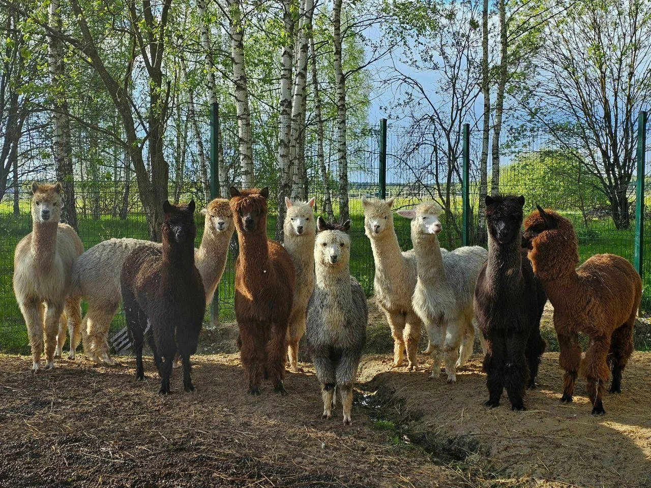 Альпаки: знакомство, кормление и прогулка, фото 2