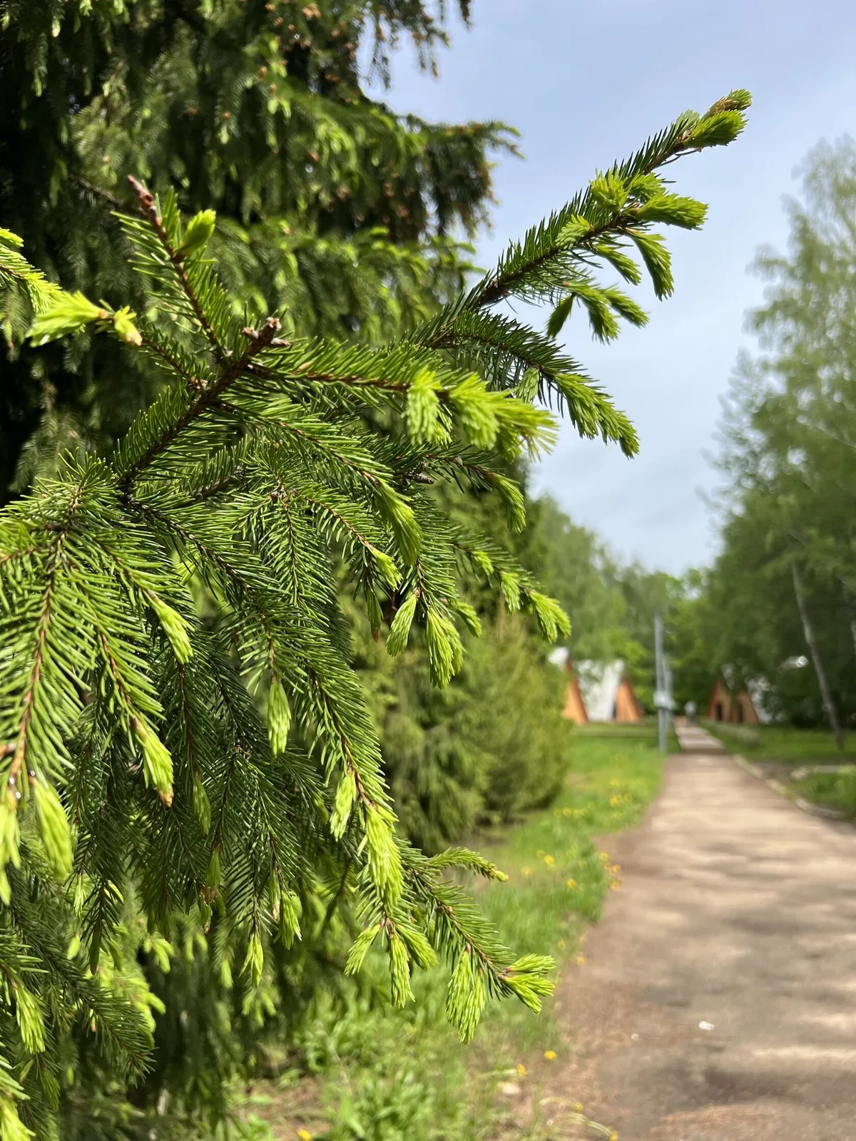 4 гектара хвойного леса, фото 2