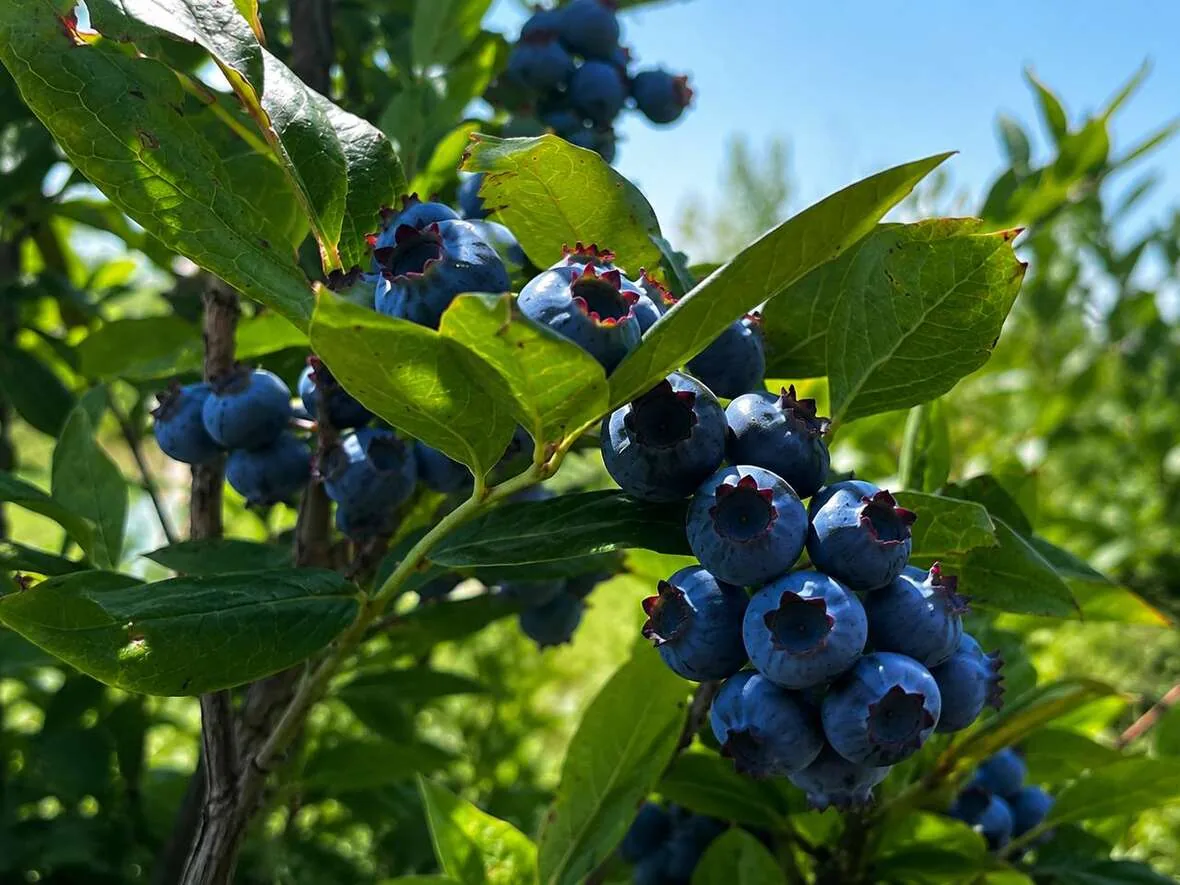 Сезонный сбор голубики рядом с клубом, фото 2