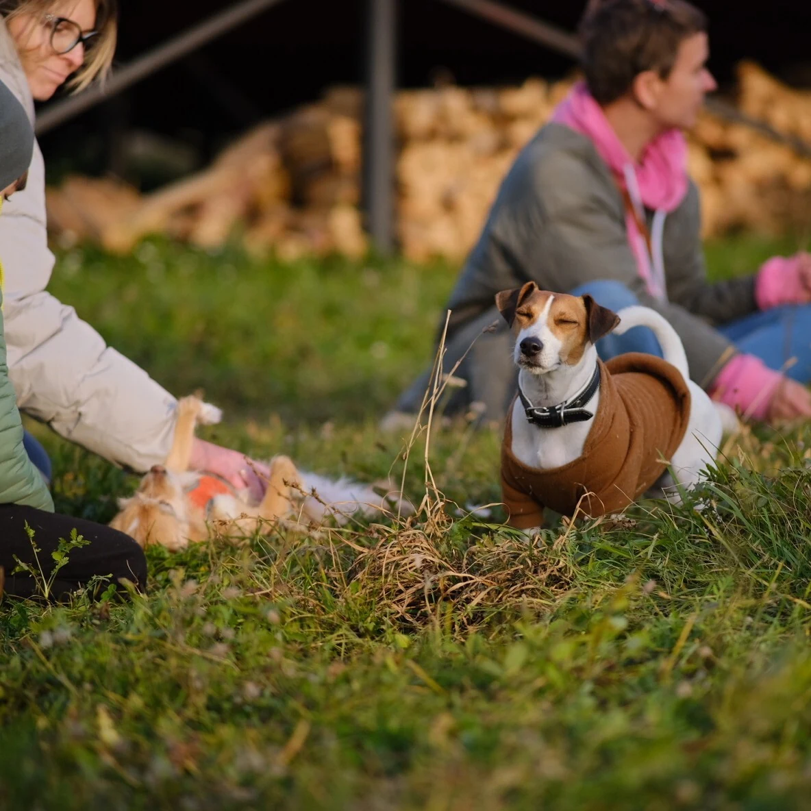 Сертифицированный pet-friendly отель, фото 4