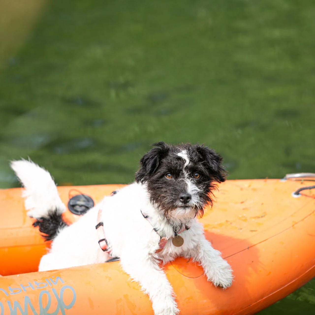 Сертифицированный pet-friendly отель, фото 5