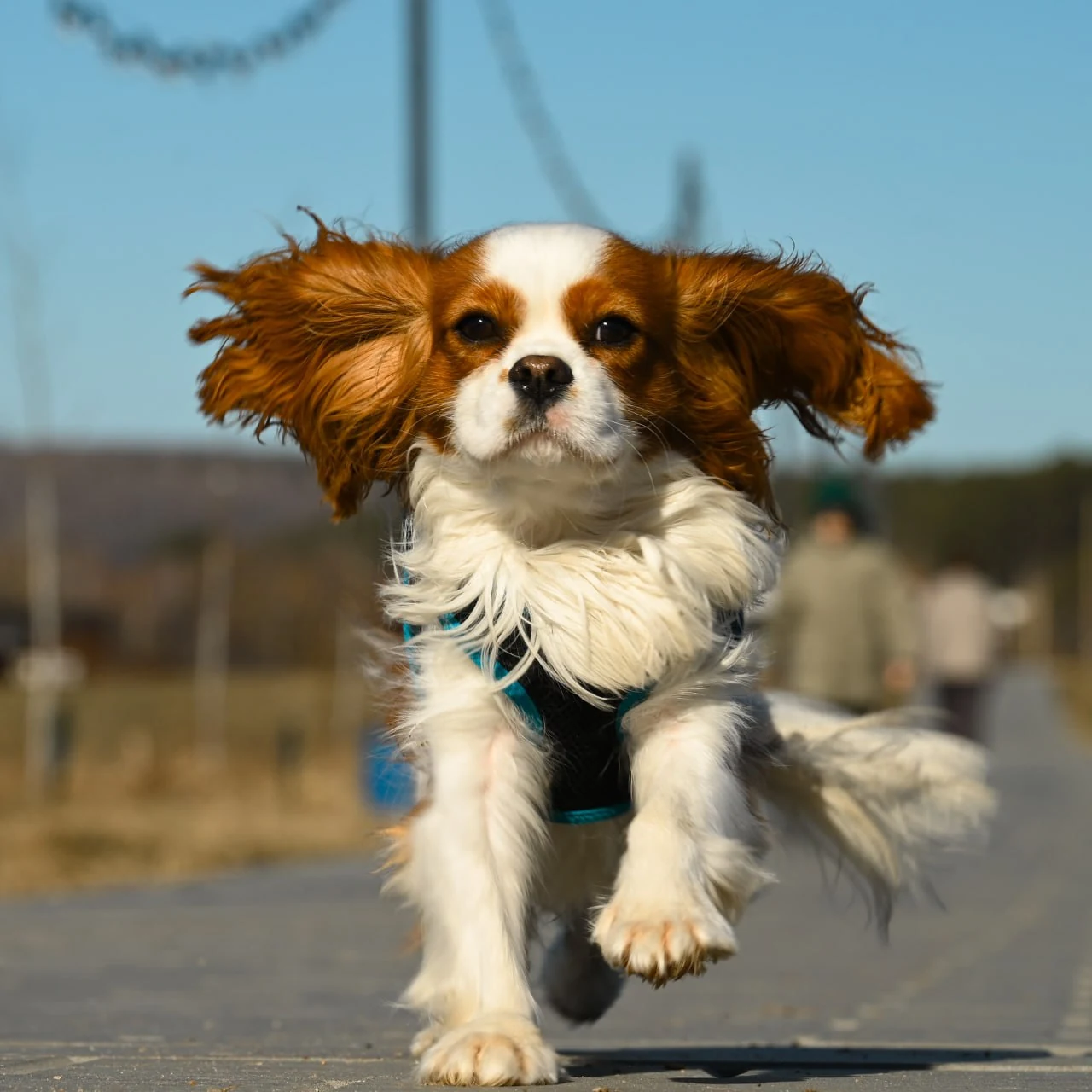 Сертифицированный pet-friendly отель, фото 6